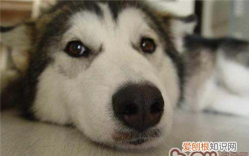 狗为什么不能吃盐，狗狗为什么不能吃盐