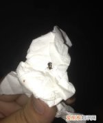 家里小蟑螂很多怎么办，家里小蟑螂特别多怎么办