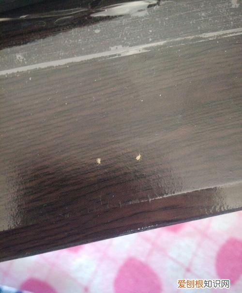 棕垫的虫子怎么能杀死