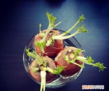胡萝卜发芽还能吃吗，胡萝卜根发芽还能长出胡萝卜