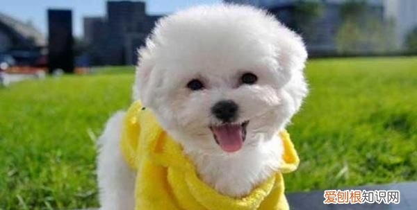 比熊标准体型多大,比熊犬标准身长是多大的