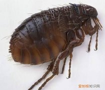 跳蚤有翅膀吗，谁知道这种黑色芝麻小点有翅膀通体黑色这是什么虫子怎么地上床上被子上都