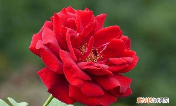 花骨朵没开就掉了怎么办,沙漠玫瑰花骨朵没开就蔫掉