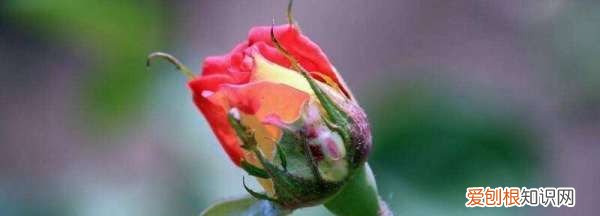 花骨朵没开就掉了怎么办,沙漠玫瑰花骨朵没开就蔫掉