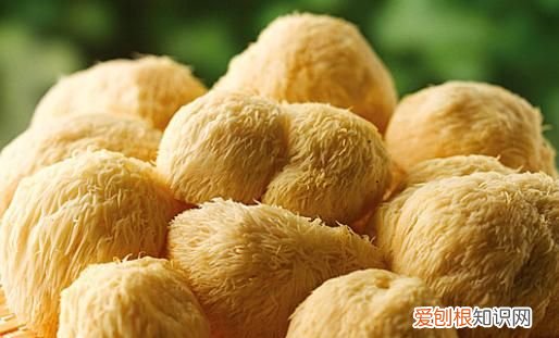 猴头菇泡多久,新鲜猴头菇泡多久