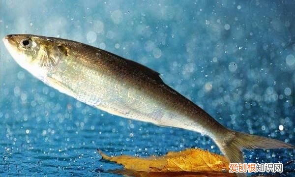 长江三鲜鱼是哪三种鱼,长江三鲜是哪三鲜之一有剧毒