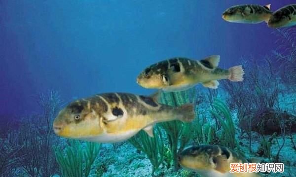 长江三鲜鱼是哪三种鱼,长江三鲜是哪三鲜之一有剧毒