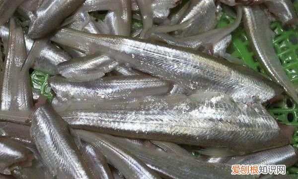 长江三鲜鱼是哪三种鱼,长江三鲜是哪三鲜之一有剧毒