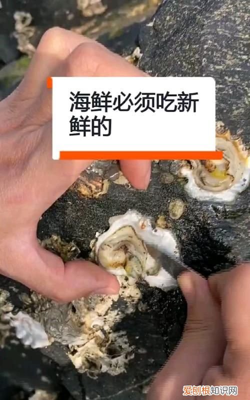 没开壳的生蚝能放几天,杀好的生蚝肉保鲜能放几天