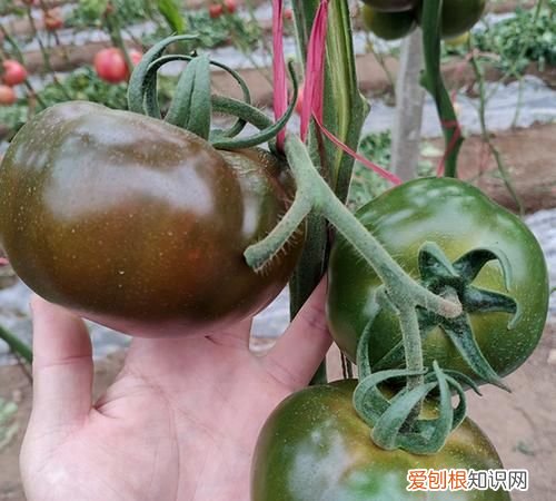 番茄是嫌光种子吗,西红柿一天三小时光照可以