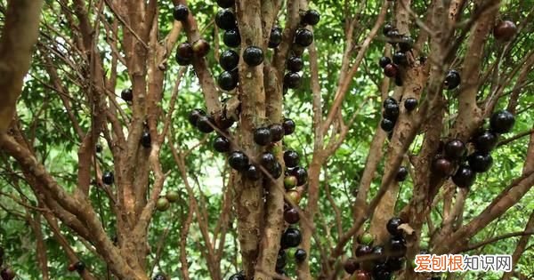 树葡萄的皮可以吃吗，晴王葡萄的皮可以吃