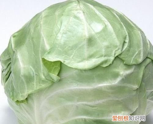 怎样区分甘蓝和包菜,水果甘蓝和包菜区别