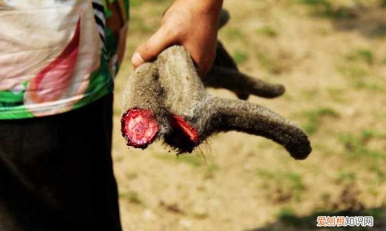 割鹿茸小鹿会疼,鹿角切了还会长吗