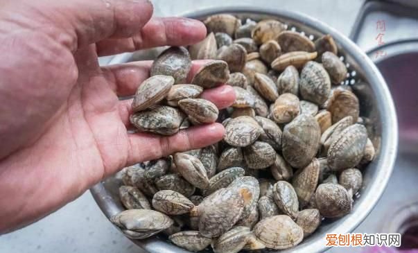 死了的花甲还能吐沙吗,花甲吐沙的三个小窍门及家常做法