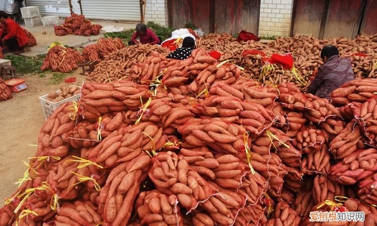 红薯的保存方法，红薯家庭保存方法