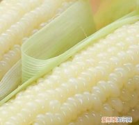 玉米面颜色怎么变黄，白色玉米煮熟怎么变黄了