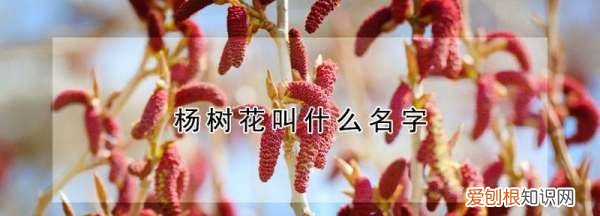 杨树花学名叫什么,杨树开的花叫什么名字