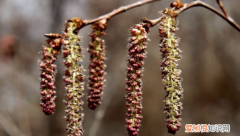 杨树花学名叫什么，杨树开的花叫什么名字