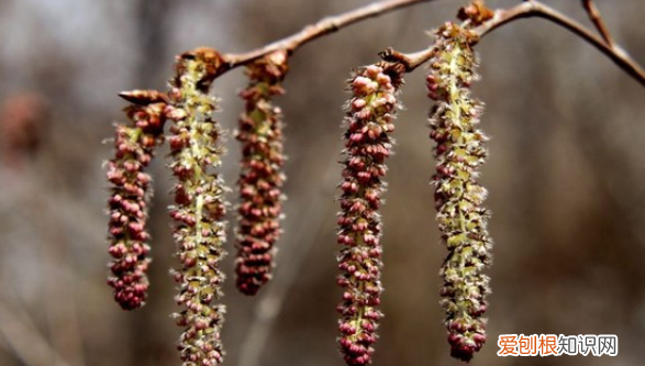 杨树花学名叫什么,杨树开的花叫什么名字