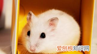 养仓鼠不用木屑可以,养仓鼠的时候必须用木屑给它做窝吗