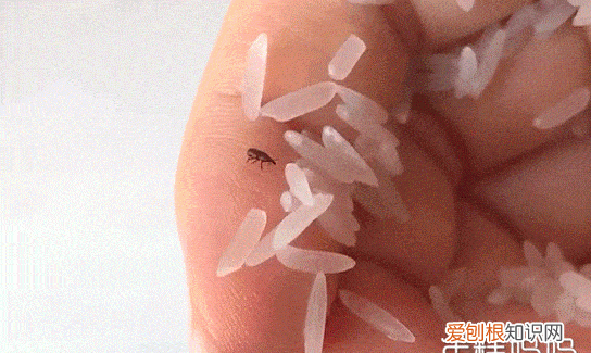 米里有虫子了怎么办,米里放什么可以防止长虫子