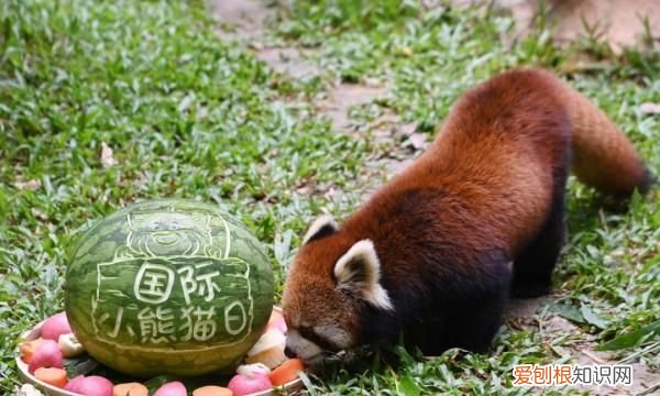 深圳野生动物园有小熊猫吗