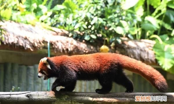 深圳野生动物园有小熊猫吗