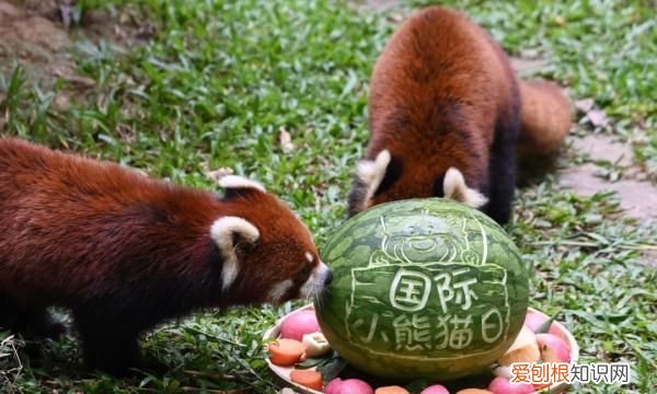 深圳野生动物园有小熊猫吗