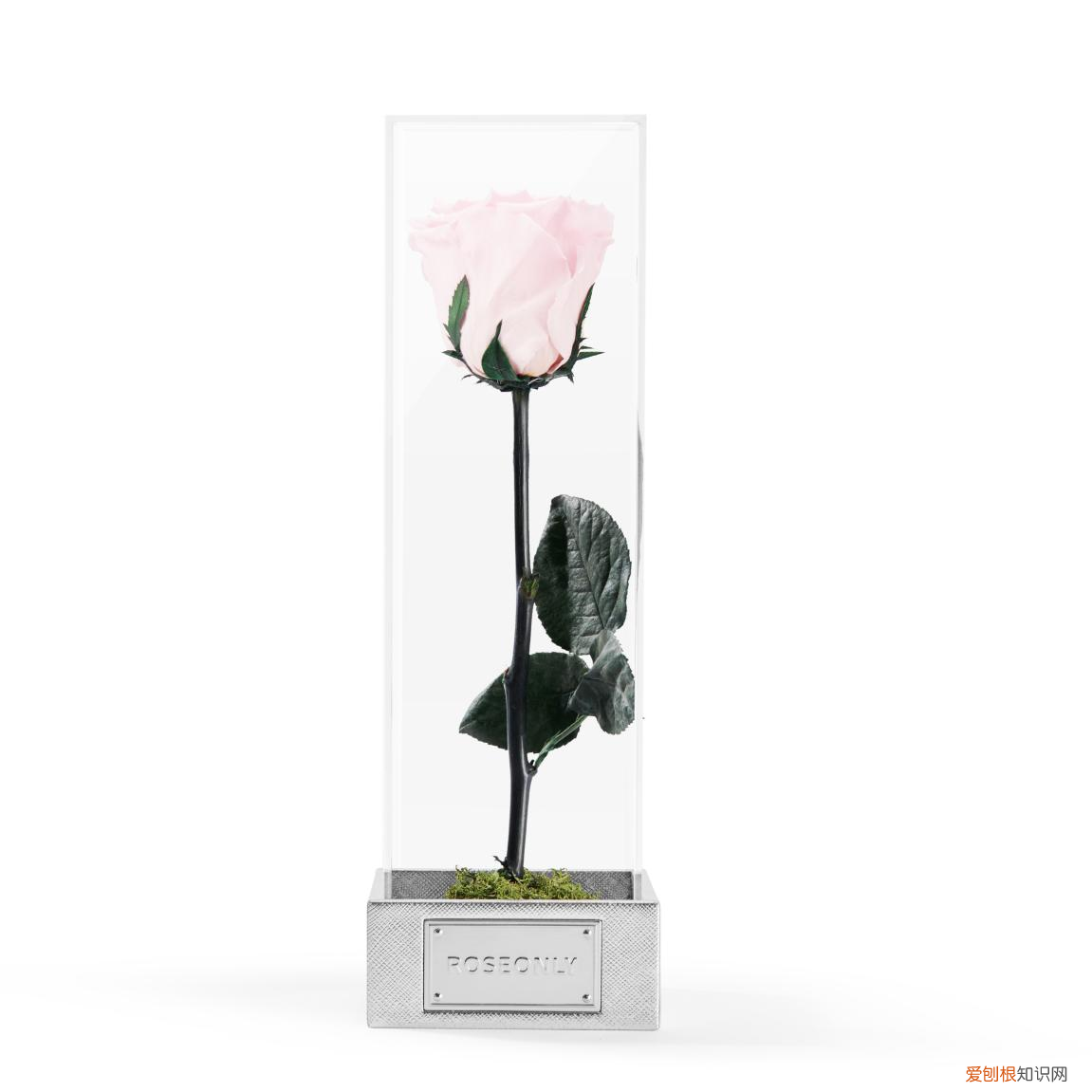 ROSEONLY全新耀目之礼