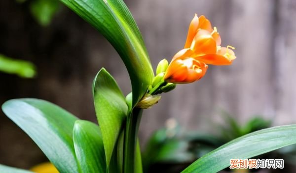 君子兰长花剑怎么护理,君子兰花期过后怎么养护