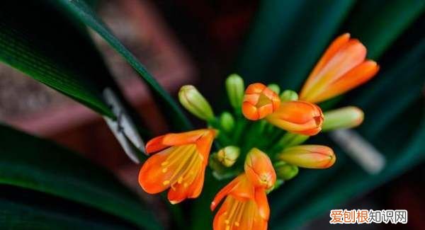 君子兰长花剑怎么护理,君子兰花期过后怎么养护