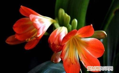 君子兰长花剑怎么护理,君子兰花期过后怎么养护