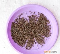 嫌光种子有哪些