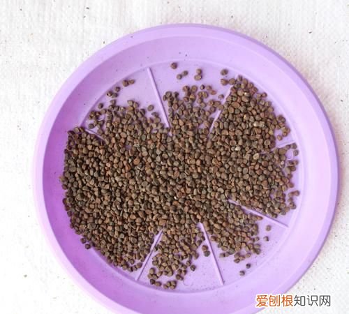 嫌光种子有哪些