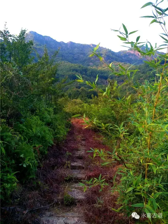 温州永嘉西叶岭古道,乡愁依旧