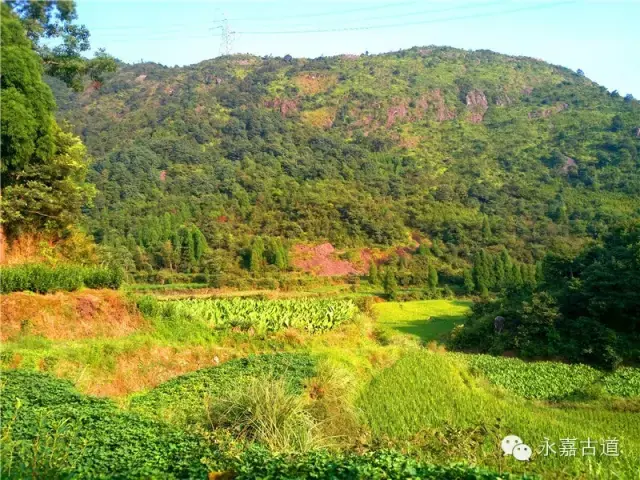 温州永嘉西叶岭古道,乡愁依旧