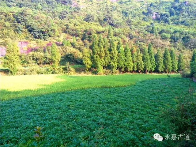 温州永嘉西叶岭古道,乡愁依旧