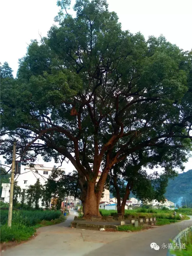 温州永嘉西叶岭古道,乡愁依旧