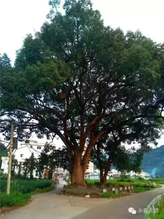 温州永嘉西叶岭古道,乡愁依旧