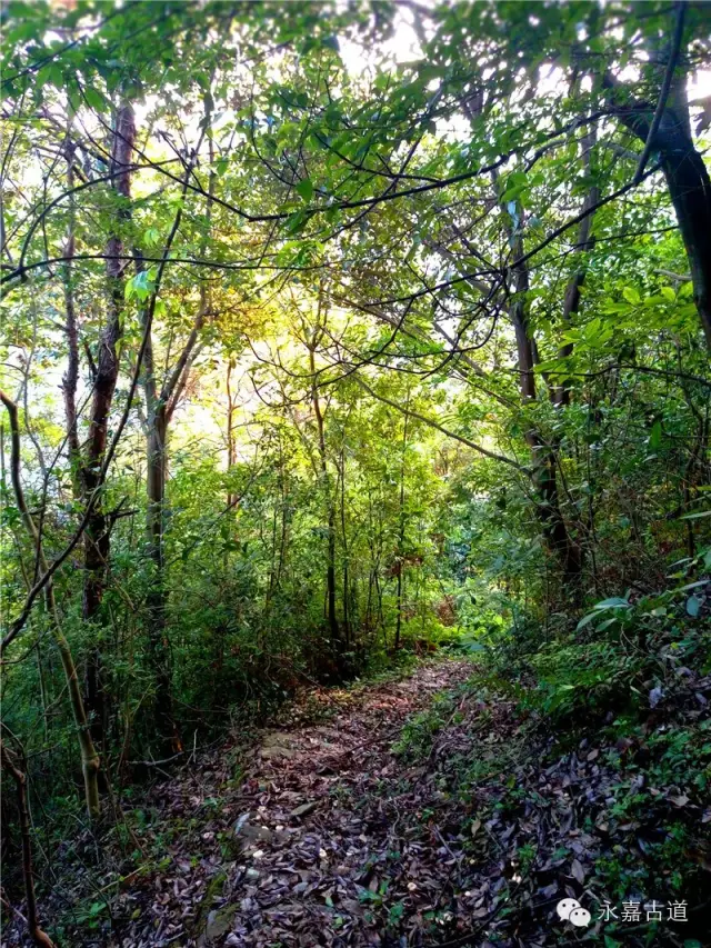 温州永嘉西叶岭古道,乡愁依旧