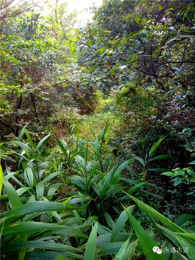 温州永嘉西叶岭古道,乡愁依旧