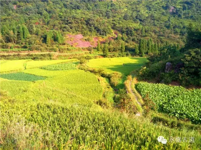 温州永嘉西叶岭古道,乡愁依旧