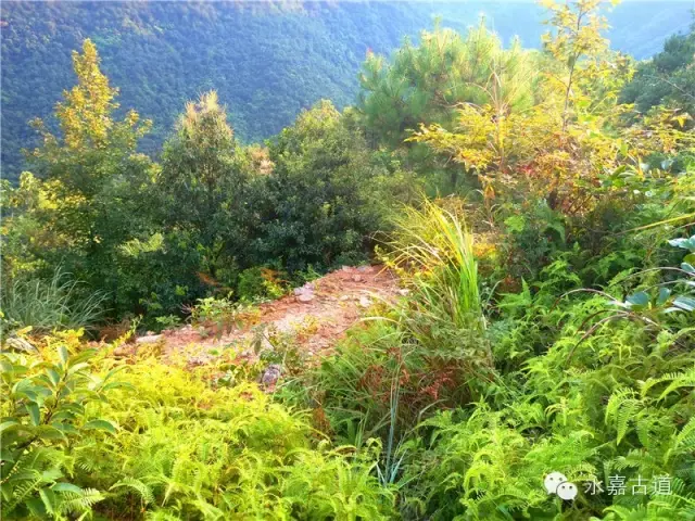 温州永嘉西叶岭古道,乡愁依旧