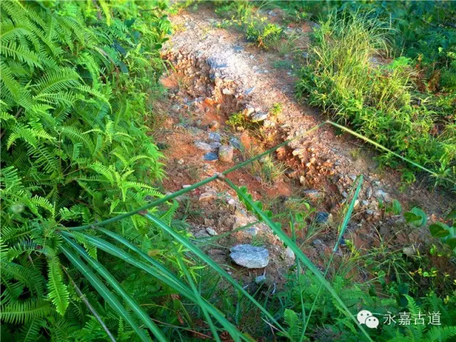 温州永嘉西叶岭古道,乡愁依旧