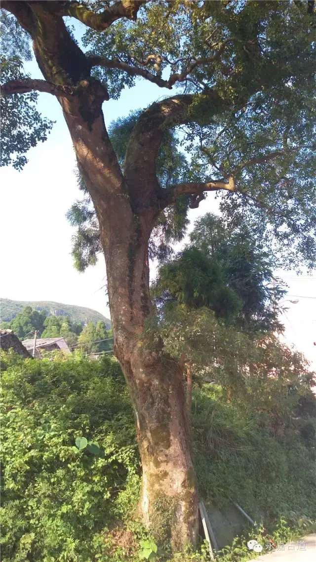 温州永嘉西叶岭古道，乡愁依旧