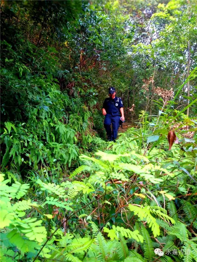 温州永嘉西叶岭古道,乡愁依旧