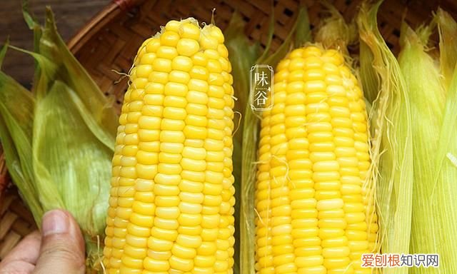 煮玉米,用清水是“外行”,多加2样东西,玉米香甜软糯,真实用