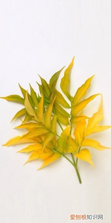 不辞青山 相随与共的意思