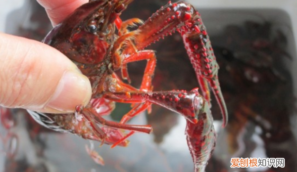 麻辣小龙虾做法配料，麻辣小龙虾的简单做法