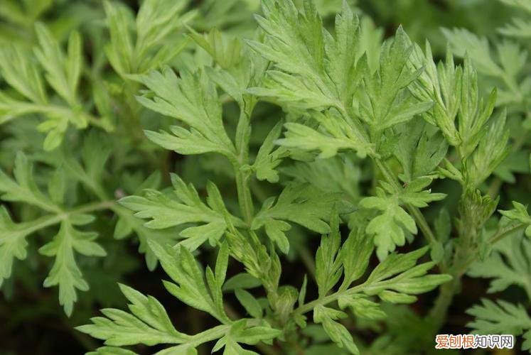 艾蒿图片图野艾蒿能吃吗